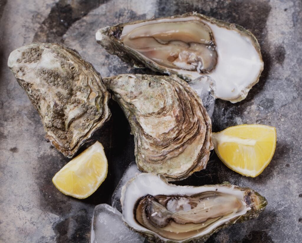 Freshly opened oysters on rustic metal background with ice and lemon wedges.