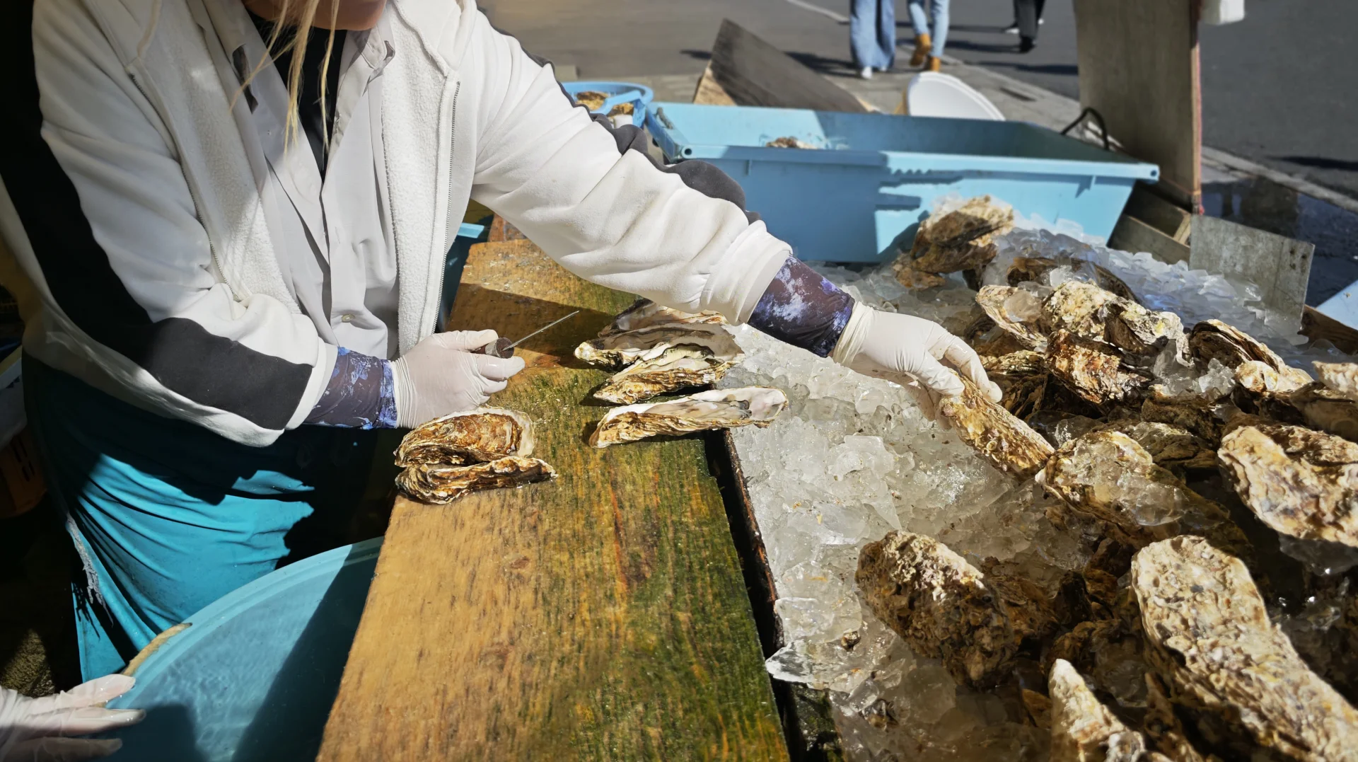 Person sorting fresh oysters on ice at a seafood market