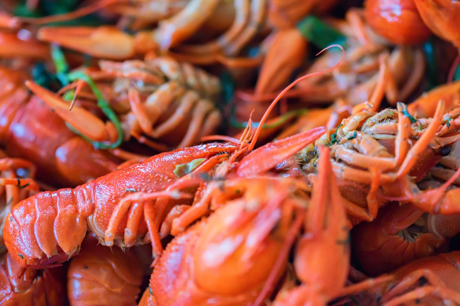 Close-up of fresh boiled crawfish in a pile